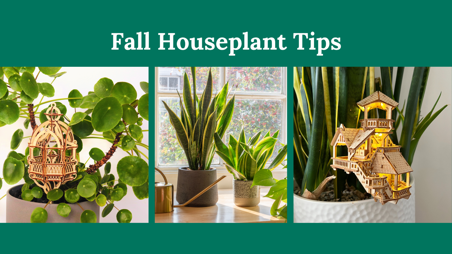 Top Tips for Your Houseplants in the Fall