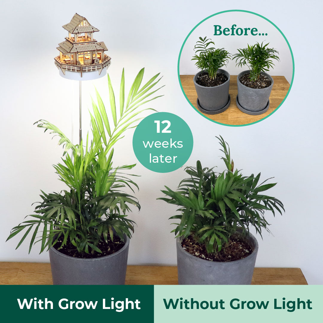 Sunrise Terrace + Grow Light