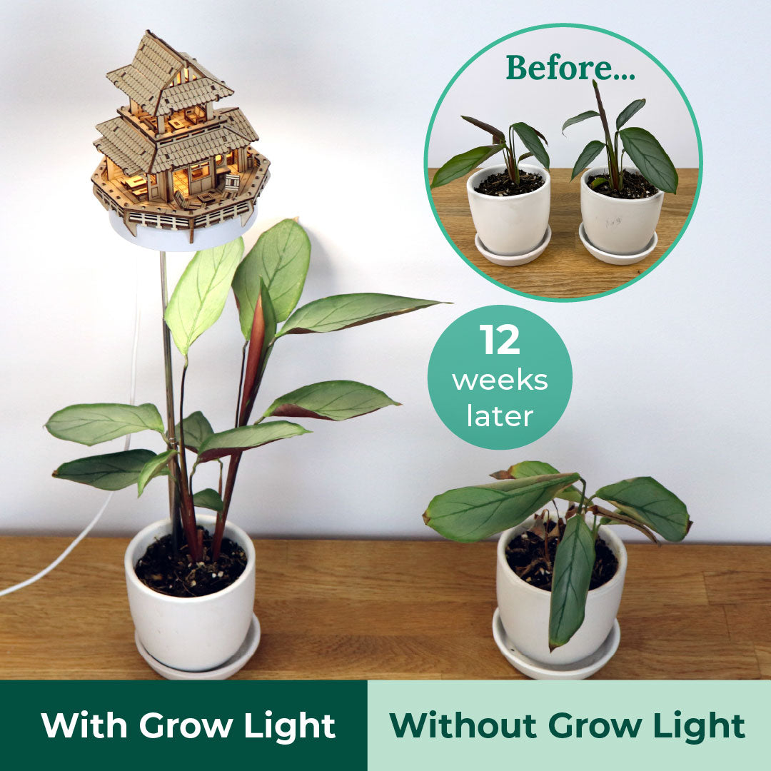 Sunrise Terrace + Grow Light