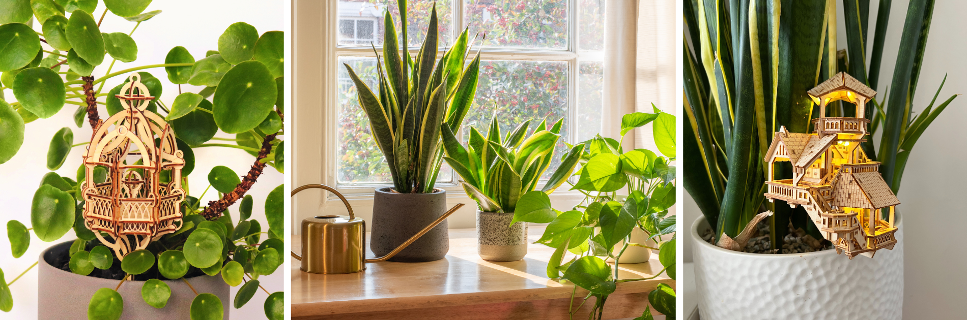 Top Tips for Your Houseplants in the Fall