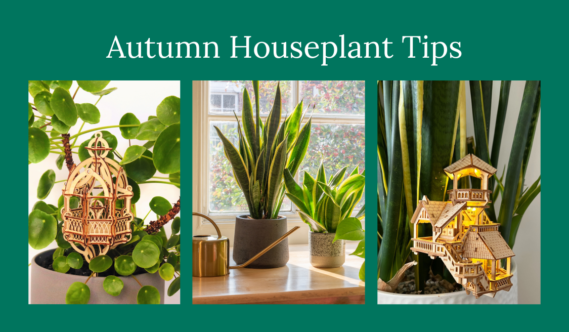 tiny treehouse fall houseplant tips