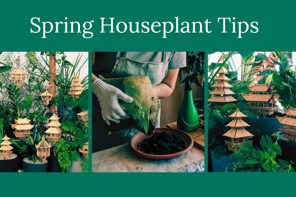 spring houseplant tips